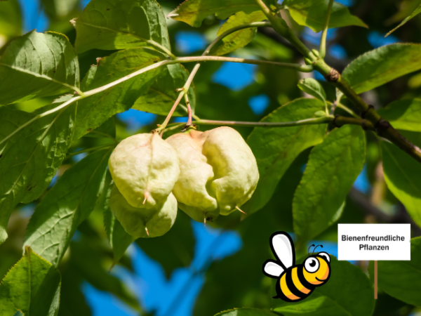 Gemeine Pimpernuss - Staphylea pinnata